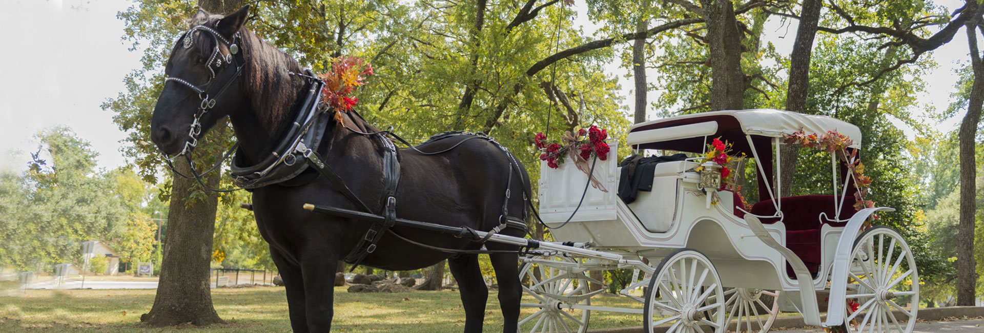 Horse and Carriage