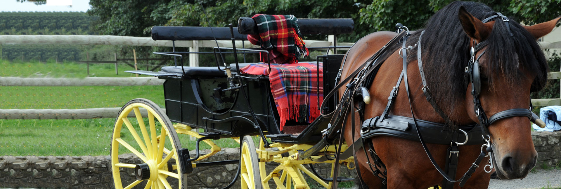 Horse and Carriage on Sark