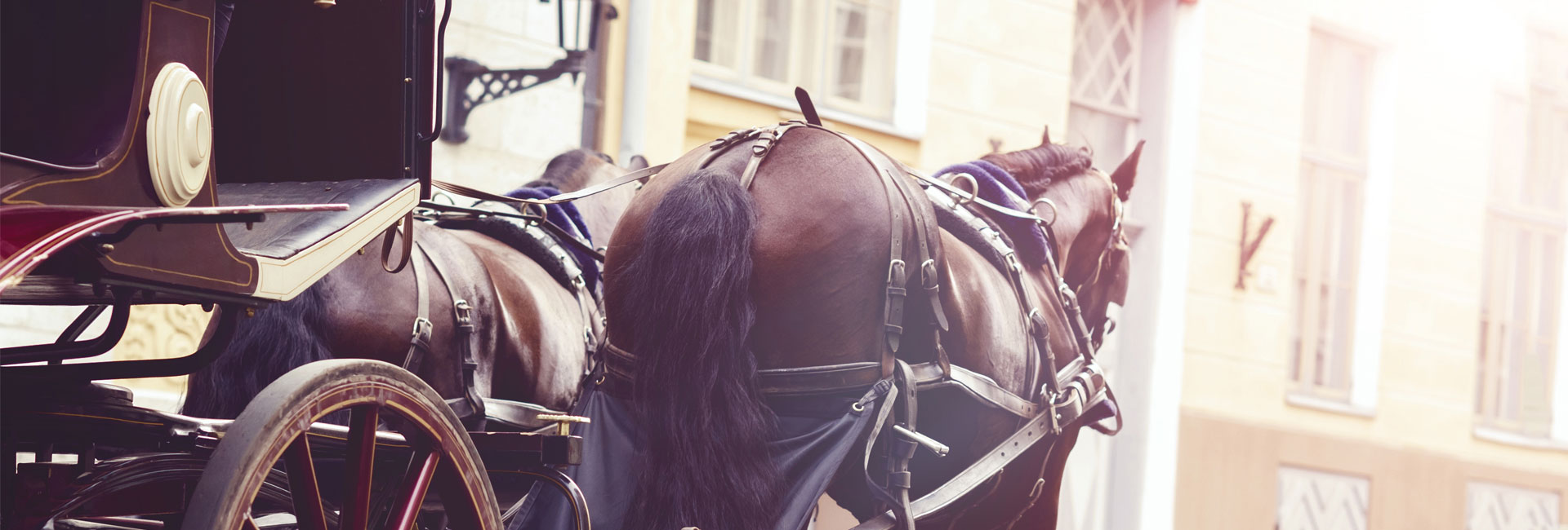 Horse and a Beautiful Old Carriage